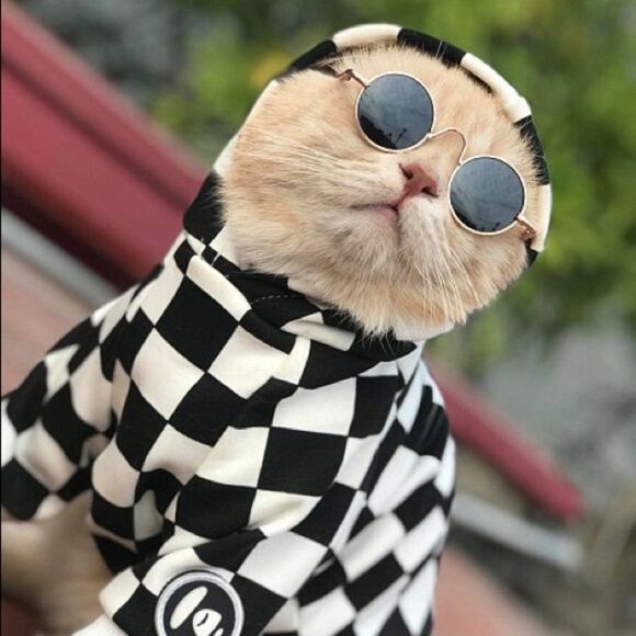 ⛔️CLEARANCE⛔️ Mini Retro Pet Sunglasses - Picture 4 of 15